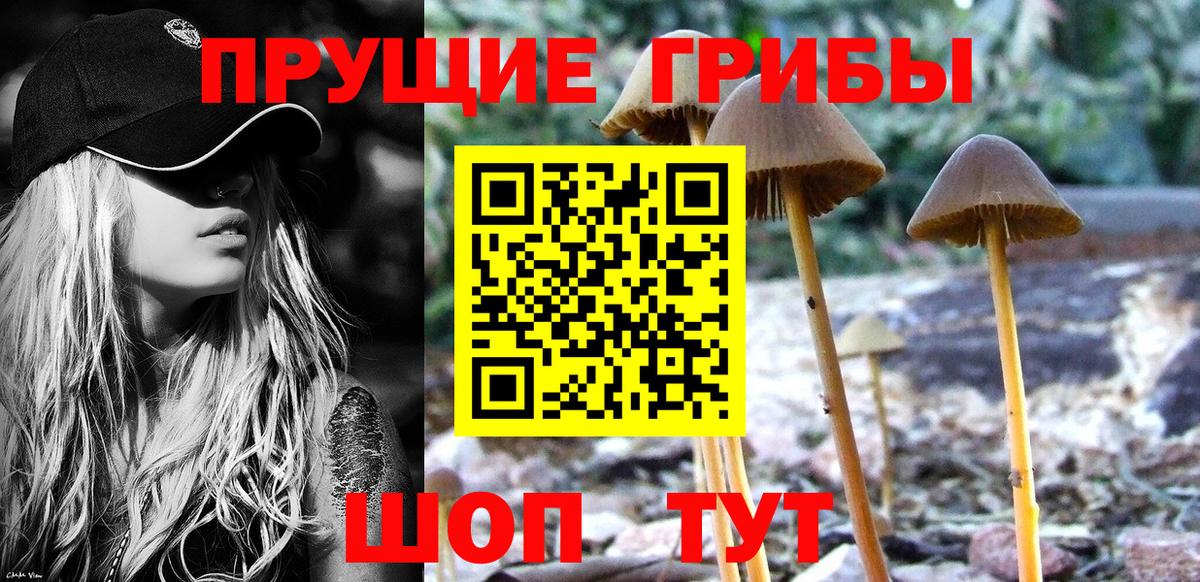 Галлюциногенные грибы Psilocybe Звенигород